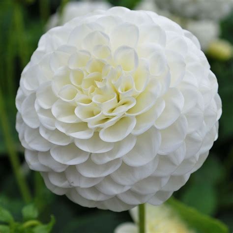 Dahlia White Aster - Rose Cottage Plants