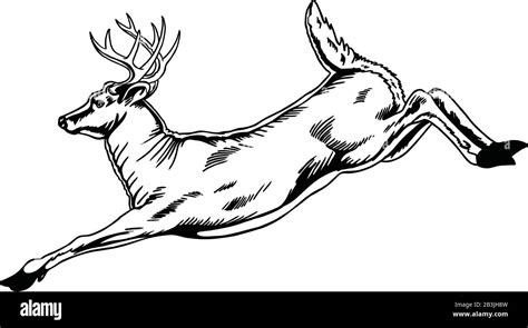 Deer Jumping Drawing