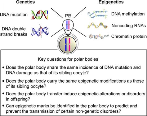 Key questions associated with polar bodies remain unresolved. The polar... | Download Scientific ...