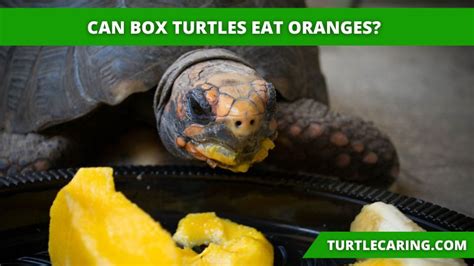 Can Box Turtles Eat Oranges? - Turtle Caring