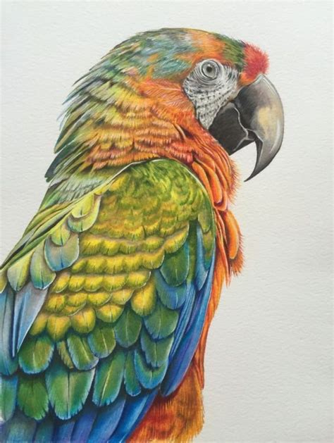 How To Draw A Parrot With Pencil at How To Draw