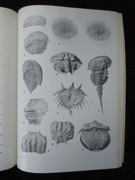 EVOLUTION AND MORPHOLOGY OF THE TRILOBITA TRILOBITOIDEA AND MEROSTOMATA FOSSILS AND STRAT 1975