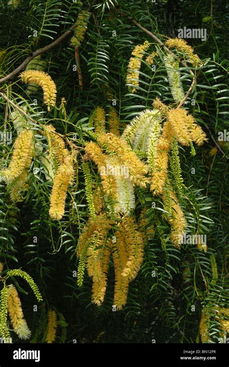 Mesquite tree wild flowers hi-res stock photography and images - Alamy