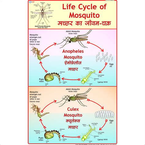 Anopheles Gambiae Life Cycle