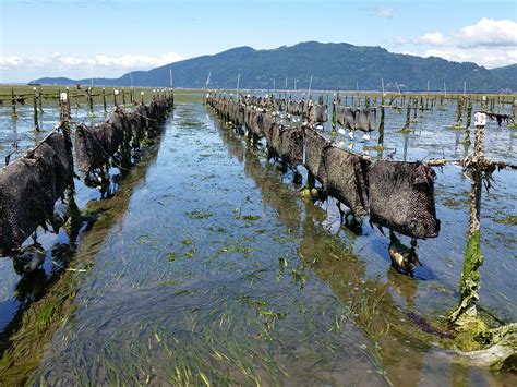 Oyster Farming — Penn Cove Shellfish