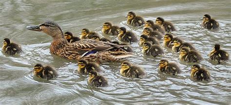 Very Cute Mother And Baby Ducks Images HD Wallpaper - all 4u wallpaper