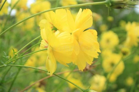 Yellow Flower in the Garden Stock Photo - Image of green, leaf: 151498780