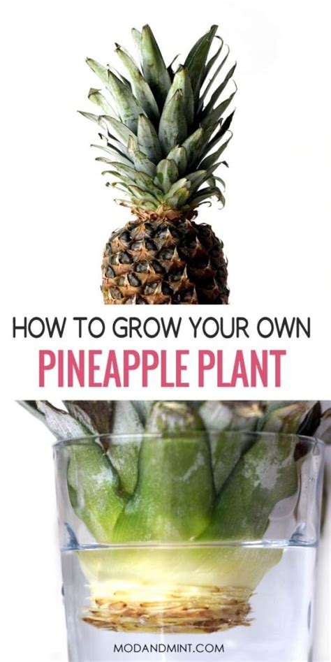 How to Care for a Pineapple Plant as a Houseplant