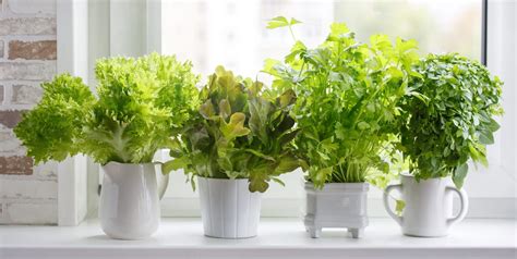 Indoor Herb Garden Ideas 2022 to Add to Your Kitchen