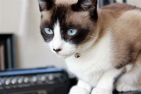 Snowshoe Cat Breed Profile