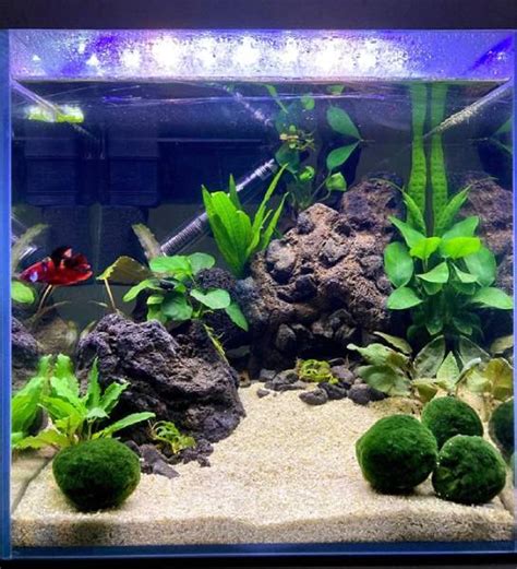 Share 81+ betta tank decoration ideas latest - seven.edu.vn