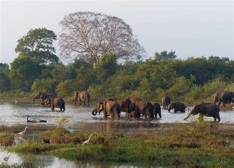 Sri Lankan Elephant-The Pearl Of Sri Lanka - Wowtovisit