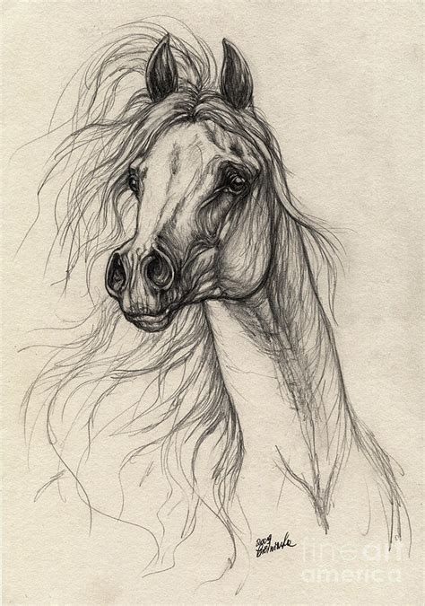 Arabian Horse Drawing 37 Drawing by Angel Tarantella