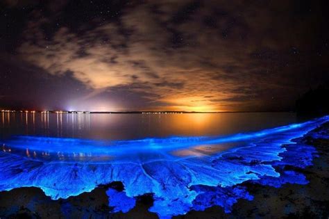 Top 3 Things To Know About The Bioluminescent (Glowing) Beach In The ...