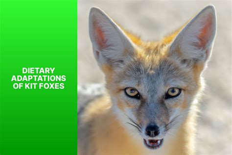 Discover 7 Remarkable Kit Fox Adaptations and Their Survival Strategies ...