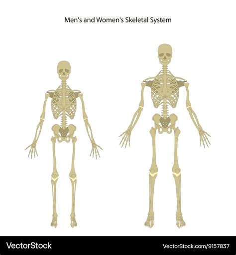 Skeleton Anatomy Male And Female