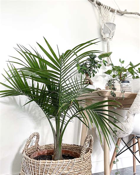 7 Indoor Palm Trees That Are Easy to Care For - My Tasteful Space