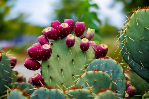 Prickly Pear Benefits, According to a Dietitian