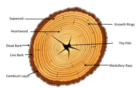 Cross section of a tree - Tree Growth and Structure