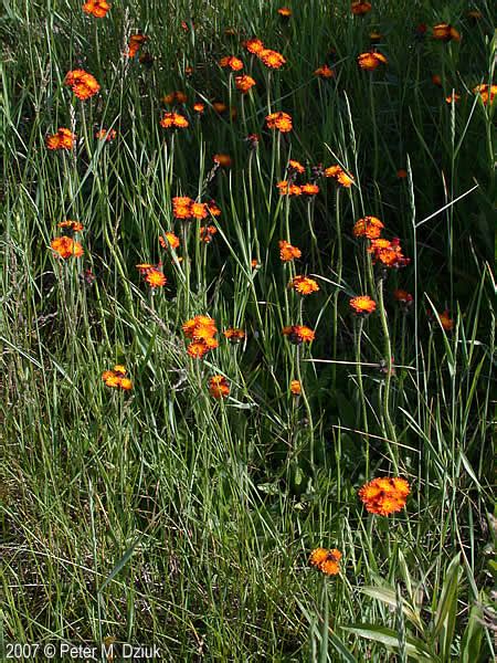 Hieracium aurantiacum (Orange Hawkweed): Minnesota Wildflowers