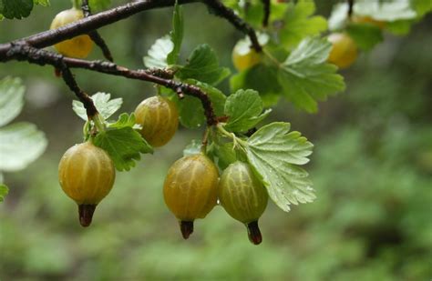 Gooseberry Bush Has Lost All of Its Leaves? | ThriftyFun