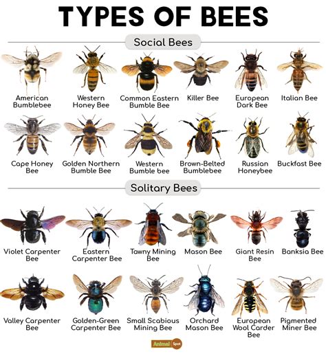 Bee Facts, Types, Diet, Reproduction, Classification, Pictures