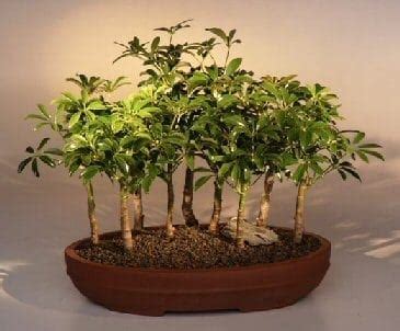 Hawaiian Umbrella Bonsai Tree For Sale 9 Tree Forest Group (arboricola ...