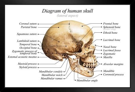 Skull Sutures Labeled