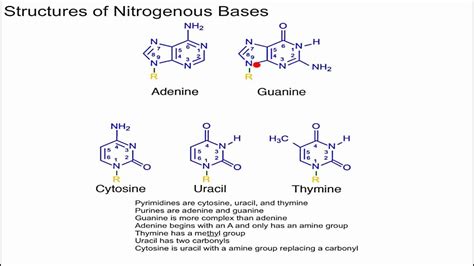 Nitrogen Base Structure