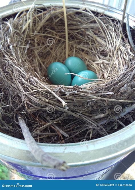 Robin eggs stock photo. Image of life, bird, eggs, robin - 135532394