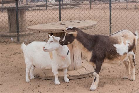 Nigerian Dwarf Goats Full Grown