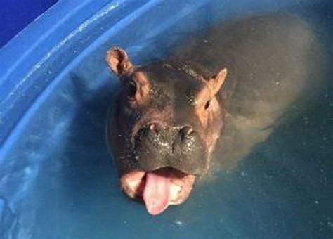 Nursing baby Fiona - Baby Fiona the Hippo: Cincinnati Zoo pictures ...