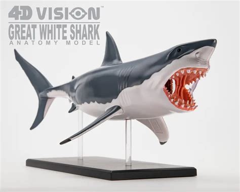 Great White Shark Anatomy Model