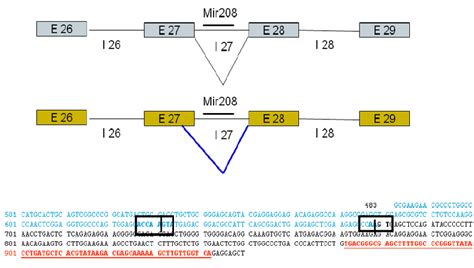 Affect of 5’ splice site mutation: The Figure illustrates the... | Download Scientific Diagram