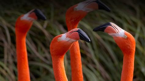 Flamingo | San Diego Zoo Animals & Plants