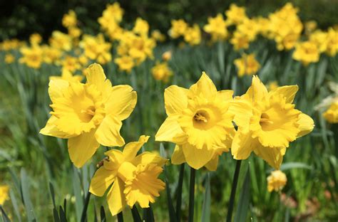 Spring at Harewood - Castles Gardens