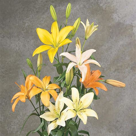 Lily Asiatic Blend Bulbs (15-Pack) 34030 - The Home Depot