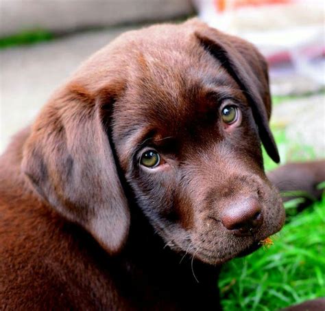 English Chocolate Lab Puppies Ohio / Pin by Dave Chambers on love labradors!! | Labrador ...