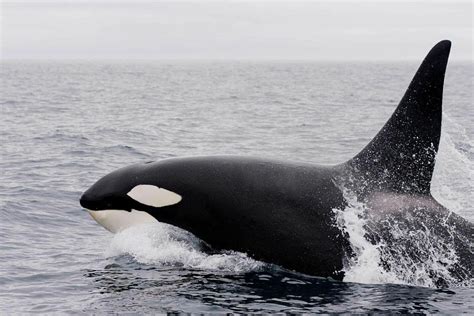 Bowhead Whale Facts: Arctic Whale With Largest Mouth Of All Animals