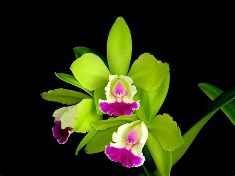 All new wallpaper : Attractive Green orchid Flowers wallpaper