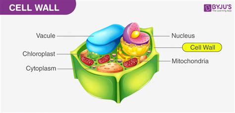 Cell Wall - Definition, Cell Wall Function, Cell Wall Layers