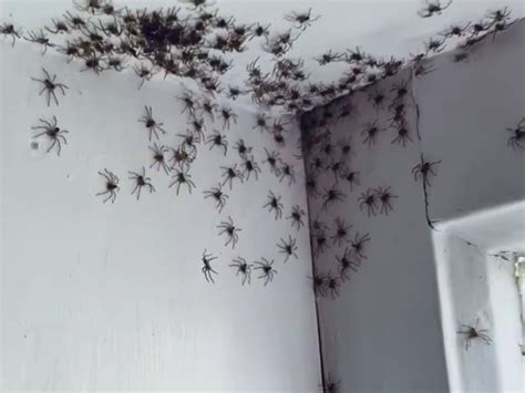 It's summer in Australia and that means spiders — some deadly — are ...