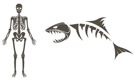 Shark Skeleton Drawing