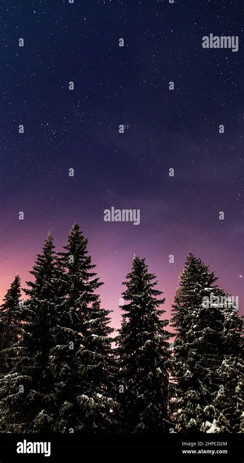 pine trees covered in snow on a starry night Stock Photo - Alamy