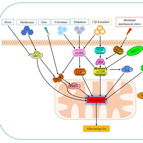 The mechanism of mitophagy in osteoarthritis. | Download Scientific Diagram