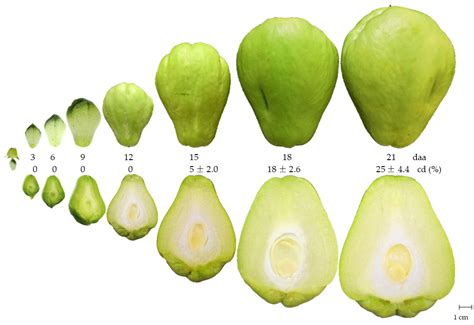 Chayote Nutrition Facts And Health Benefits, 49% OFF