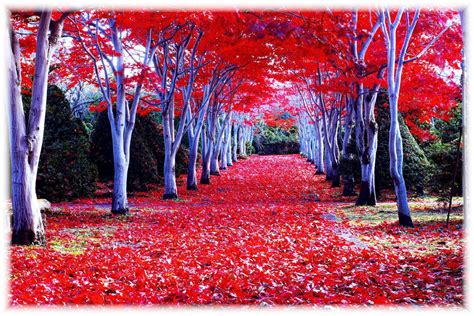 5 Best Autumn Leaves Spots in Hokkaido – Japan Travel Guide -JW Web Magazine | Autumn landscape ...