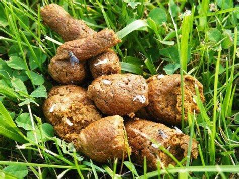 Types Of Dog Poop and What They Mean - Dog Poop Chart