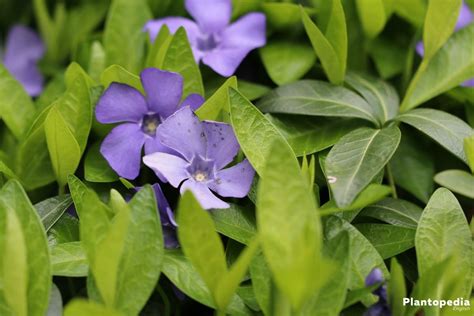 Growing Periwinkle, Vinca Minor – How to Care for this Ground Cover - Plantopedia