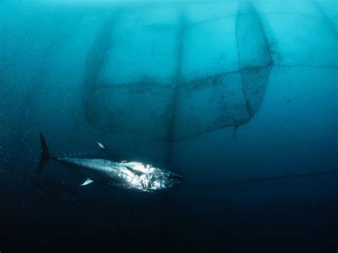 Bluefin Tuna: Why Is It Endangered?